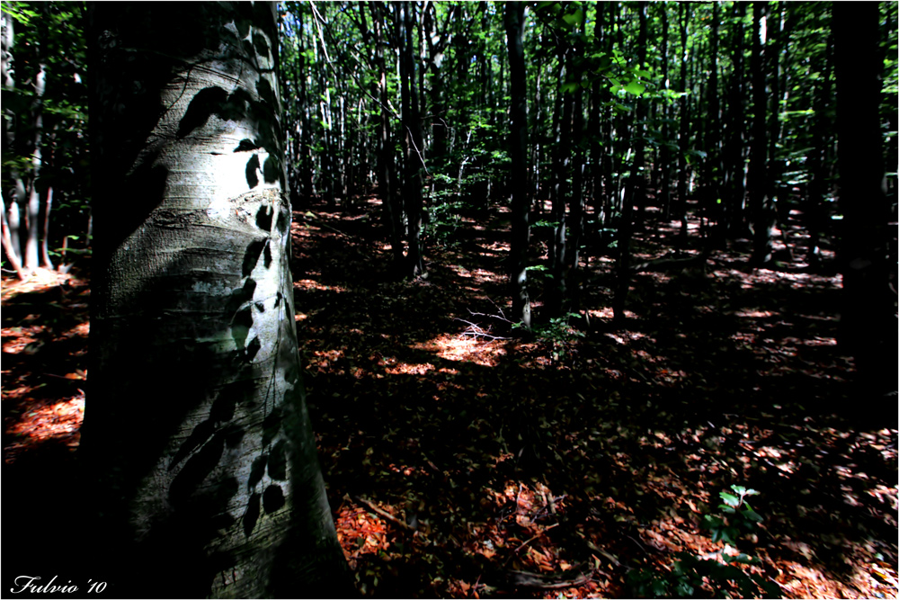 Ombre del sottobosco