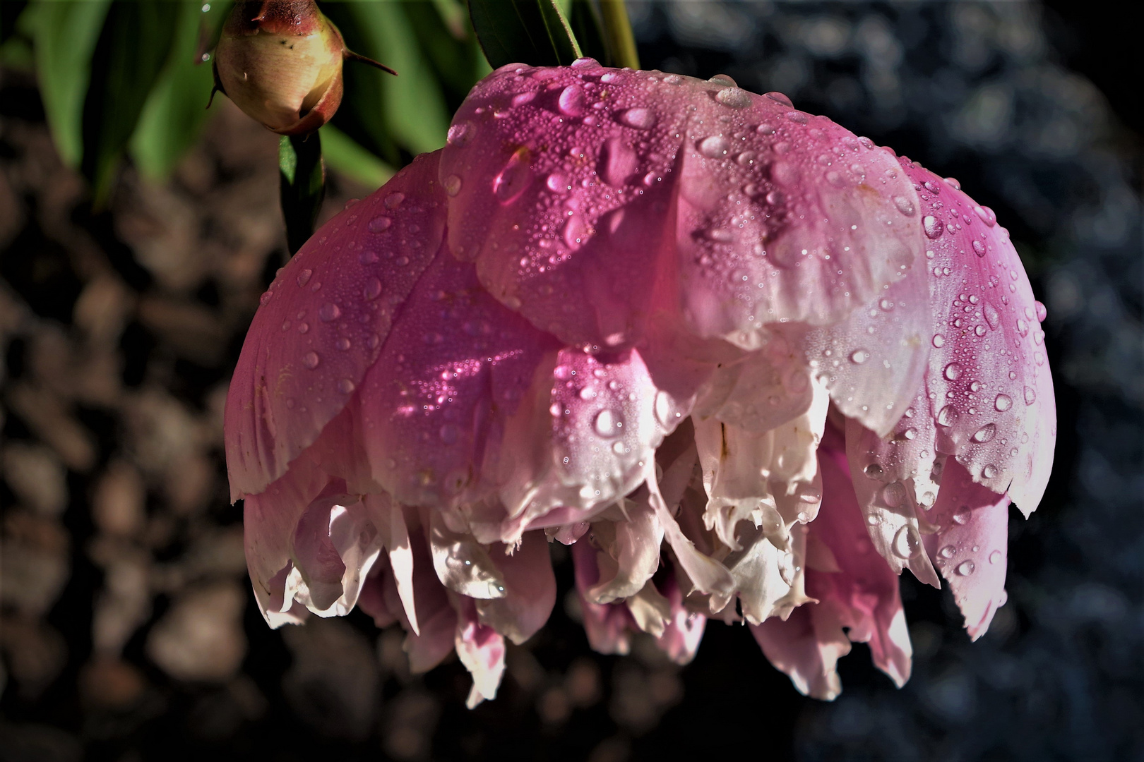 Ombre, et là...(umbrella)