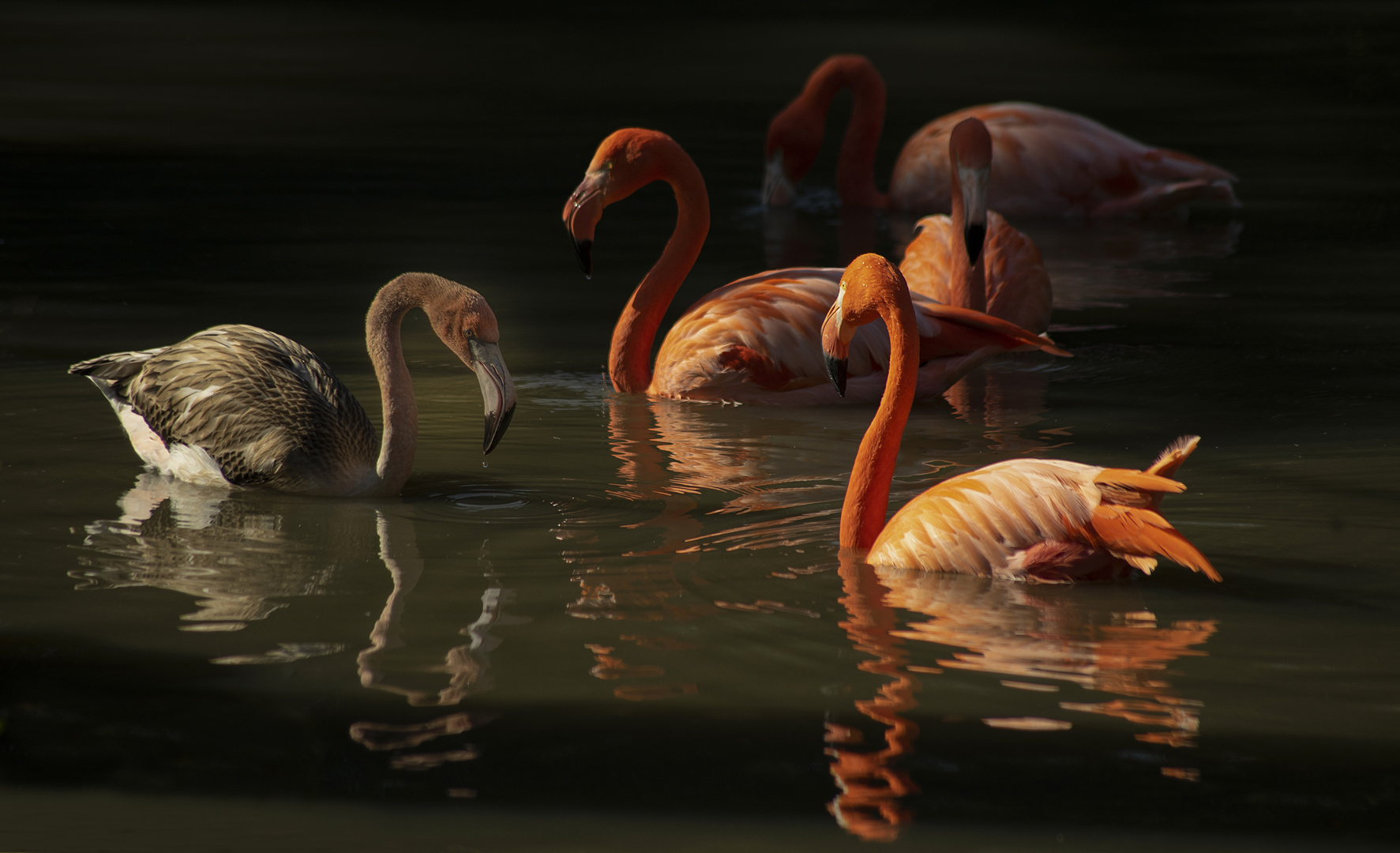 Ombre et lumière 2 (Phoenicopterus roseus, flamant rose)