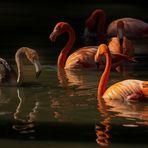 Ombre et lumière 2 (Phoenicopterus roseus, flamant rose)