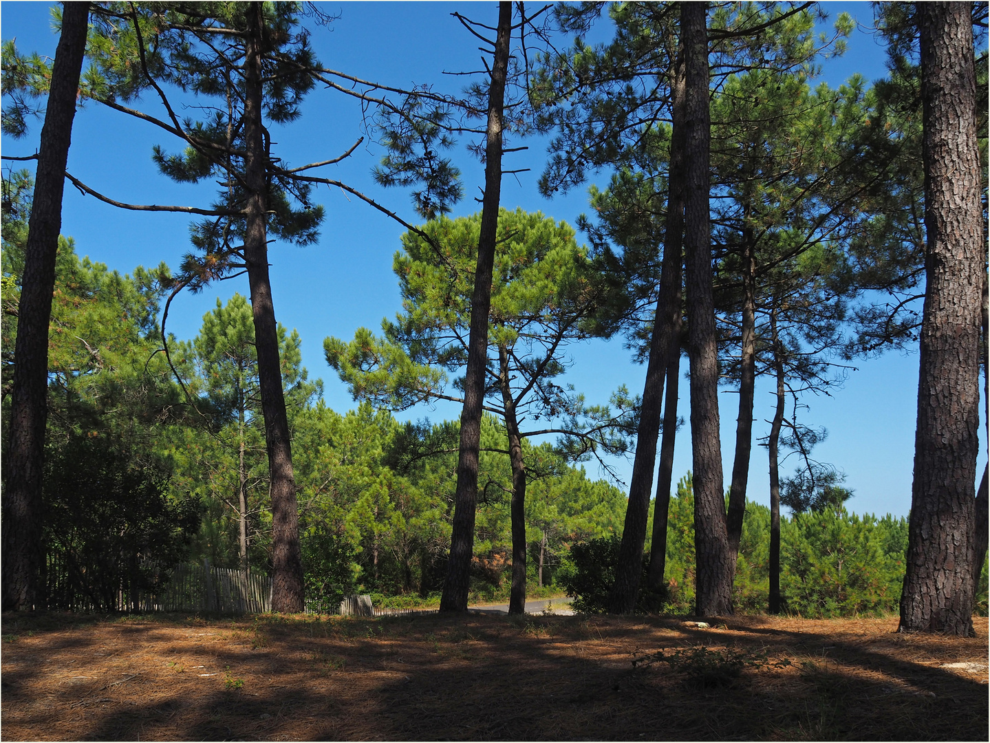 Ombre et lumière dans la forêt landaise