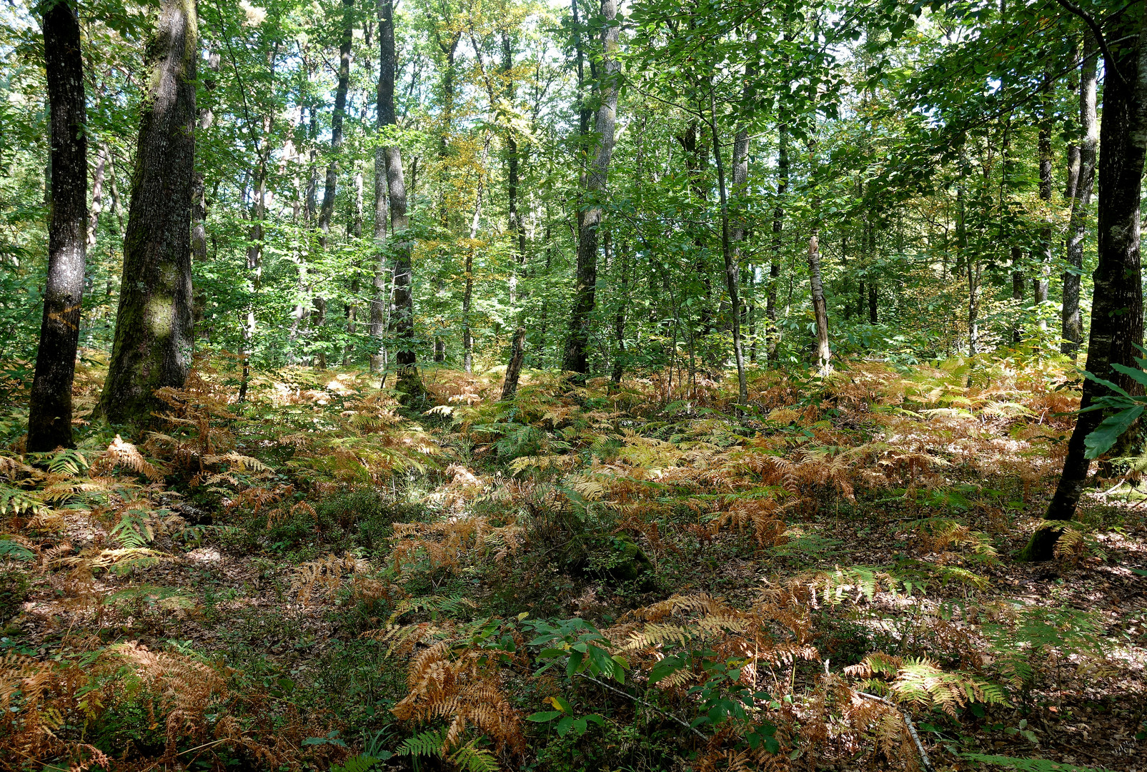 Ombre et lumière  en ce début d'automne...