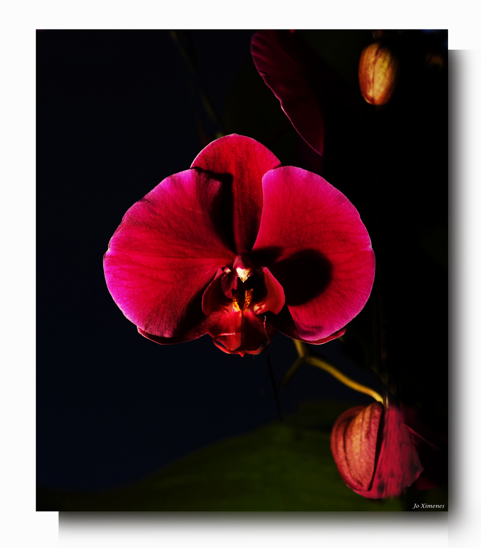 Ombre et lumière pour une orchidée