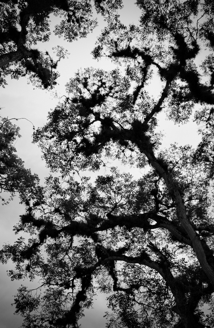 Ombre forêt hondurienne