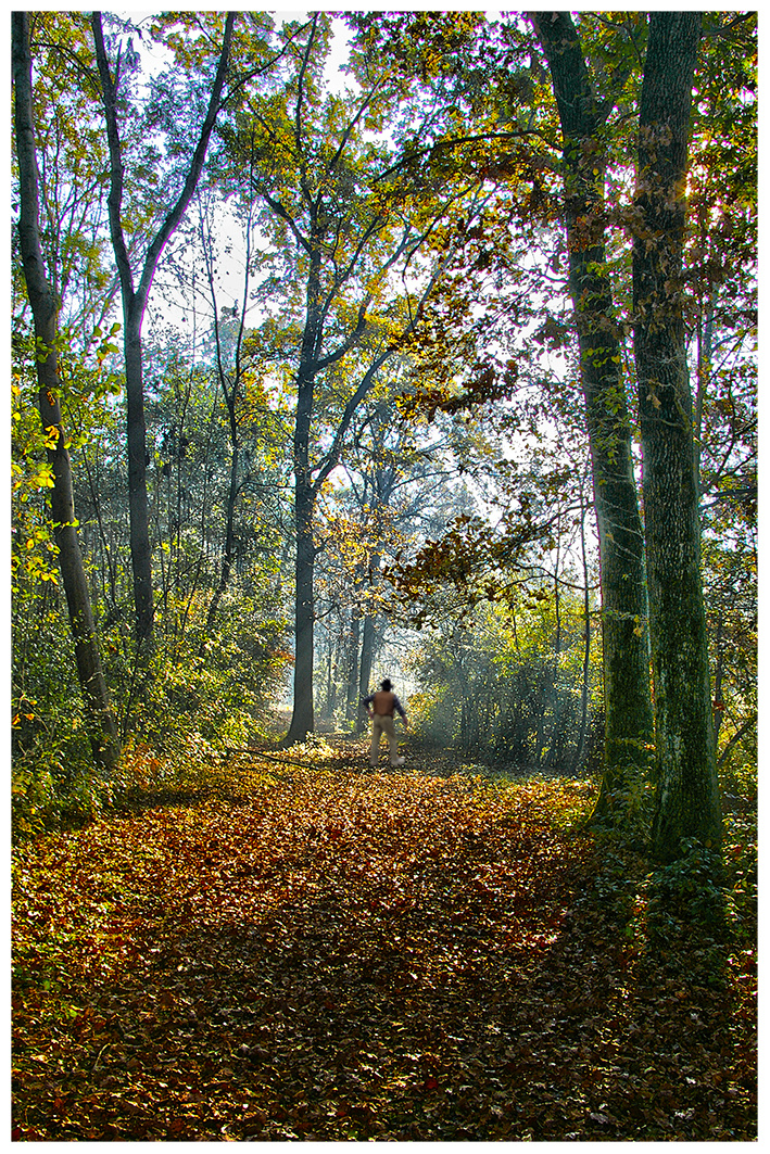 OMBRE NEL BOSCO