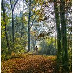 OMBRE NEL BOSCO