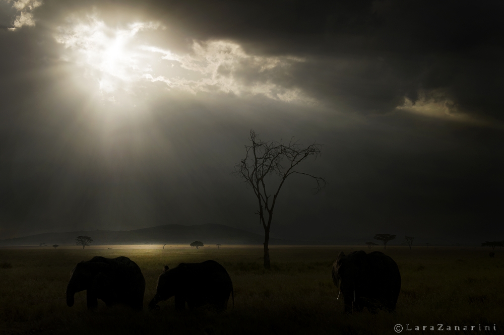 Ombre nella savana