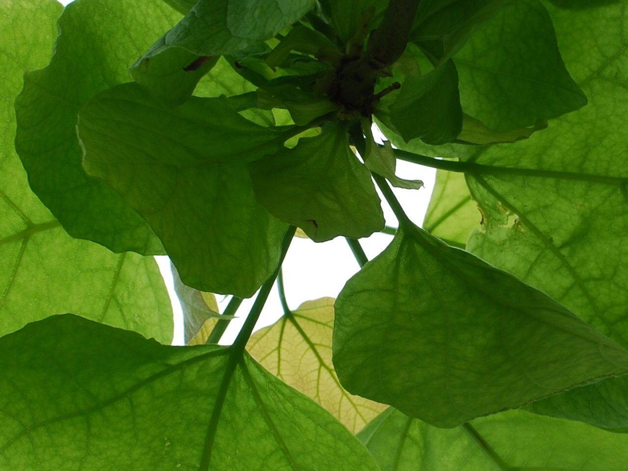 ombre sous feuilles