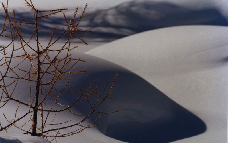 ombre sulla neve