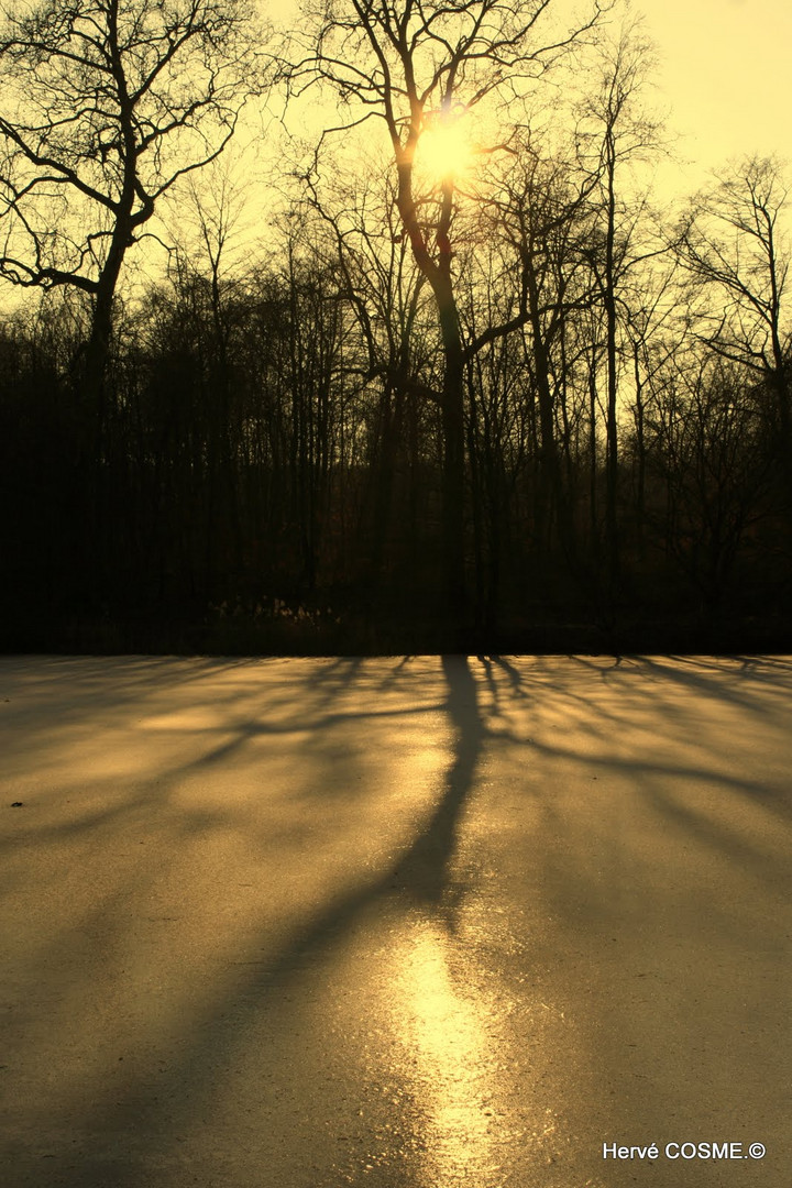 Ombre sur l'étang...