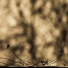 ombre sur mur en compagnie d'une plante