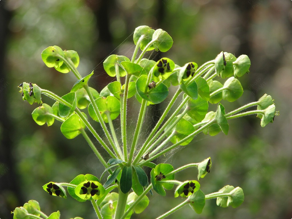 Ombrella di Euforbia cespugliosa.