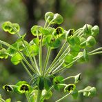 Ombrella di Euforbia cespugliosa.