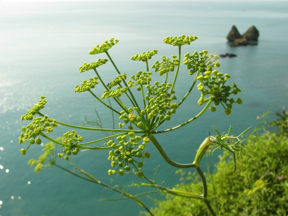 Ombrelle di Finocchio selvatico (Foeniculum vulgare, Mill.)