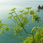 Ombrelle di Finocchio selvatico (Foeniculum vulgare, Mill.)