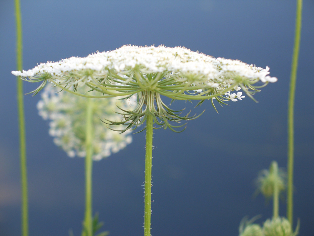 ombrello di fiore