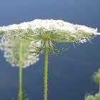 ombrello di fiore