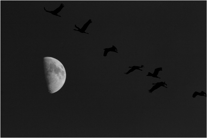 Ombres de Grues cendrées sur Montier en Der.... Une très bonne année à toutes et à tous