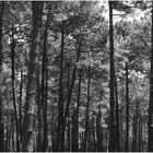 Ombres et lumière dans la forêt landaise