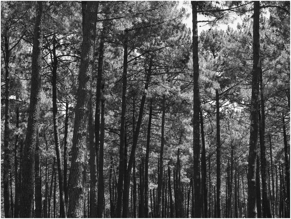 Ombres et lumière dans la forêt landaise