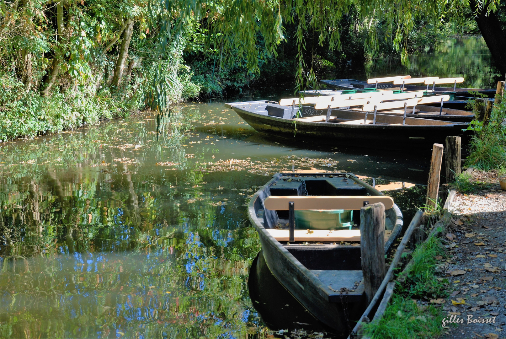 ombres et lumière sur le marais poitevin