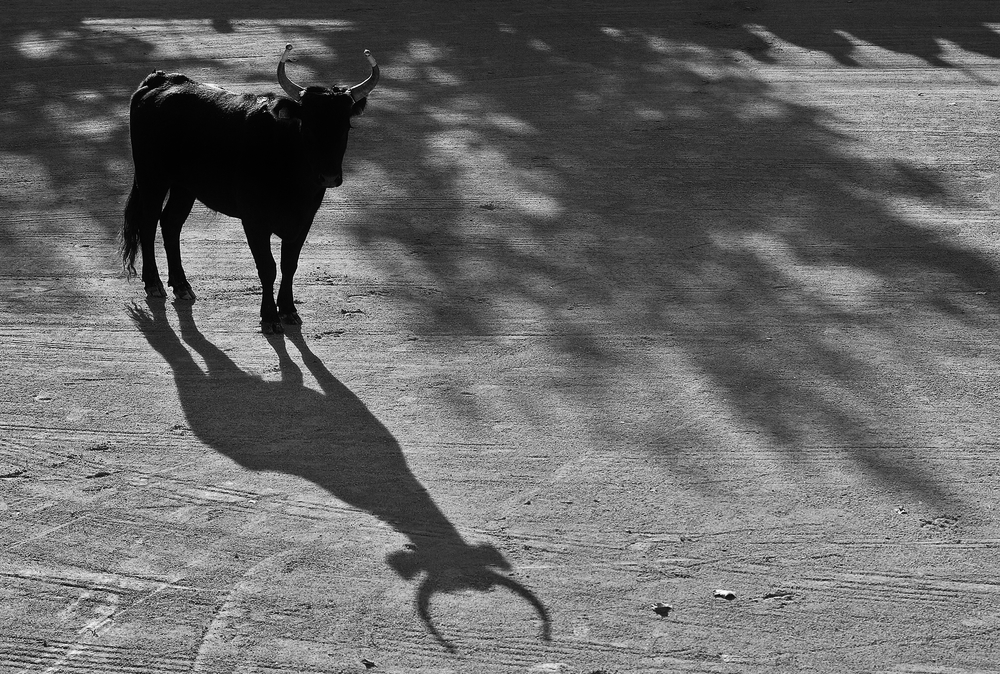 Ombres et lumières du sud.....