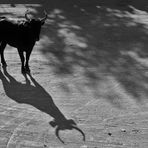 Ombres et lumières du sud.....