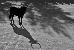 Ombres et lumières du sud.....