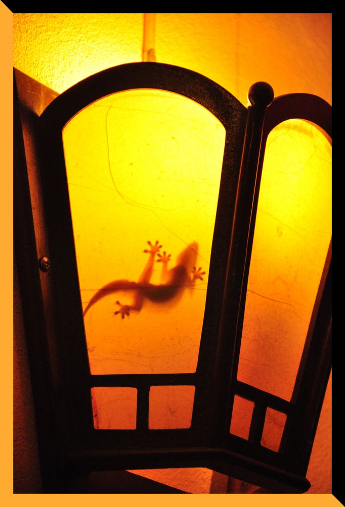 Ombres laotiennes : Gecko