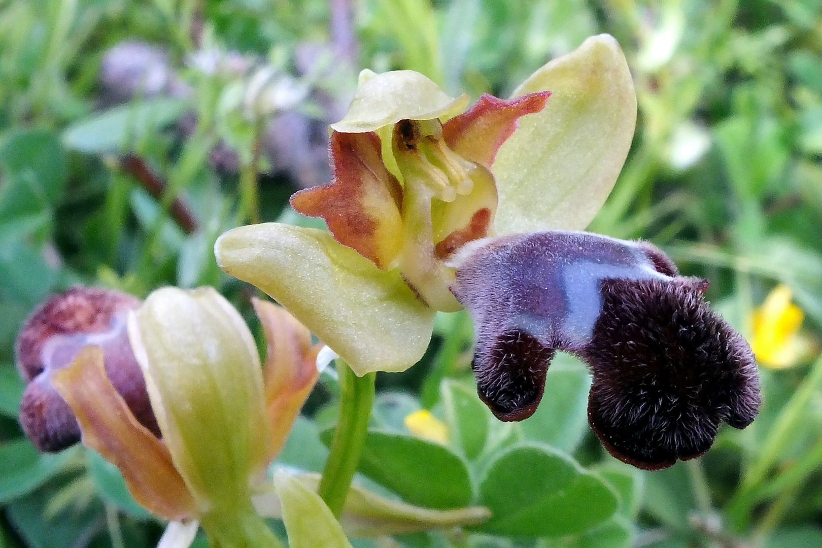 Omega-Ragwurz (Ophrys omegaifera)