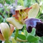 Omega-Ragwurz (Ophrys omegaifera)