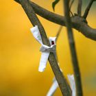 Omikuji