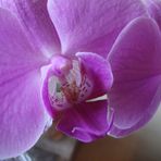 Omis Orchideen