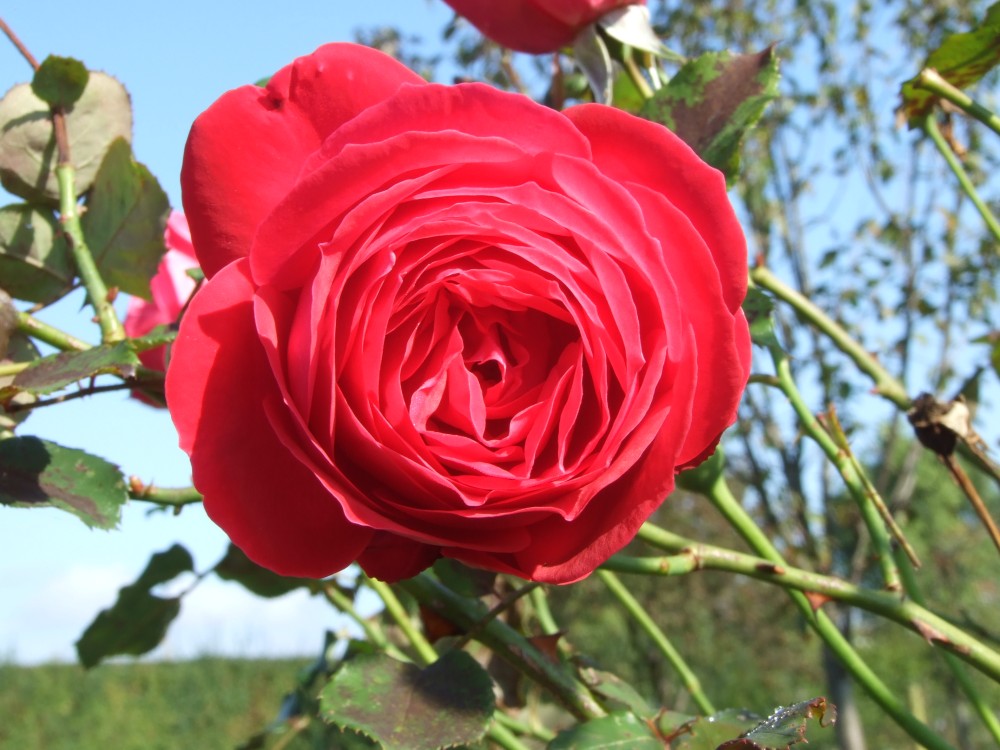 Omi's rote Rosen
