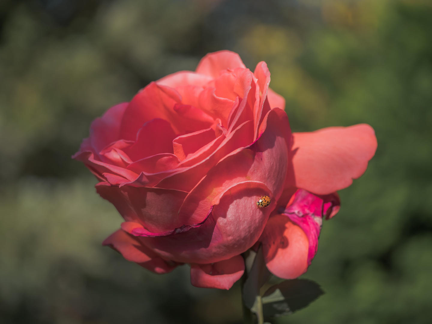 Ommas Rose (3)