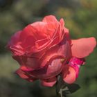 Ommas Rose (3)