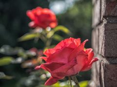 Ommas Rose (4)