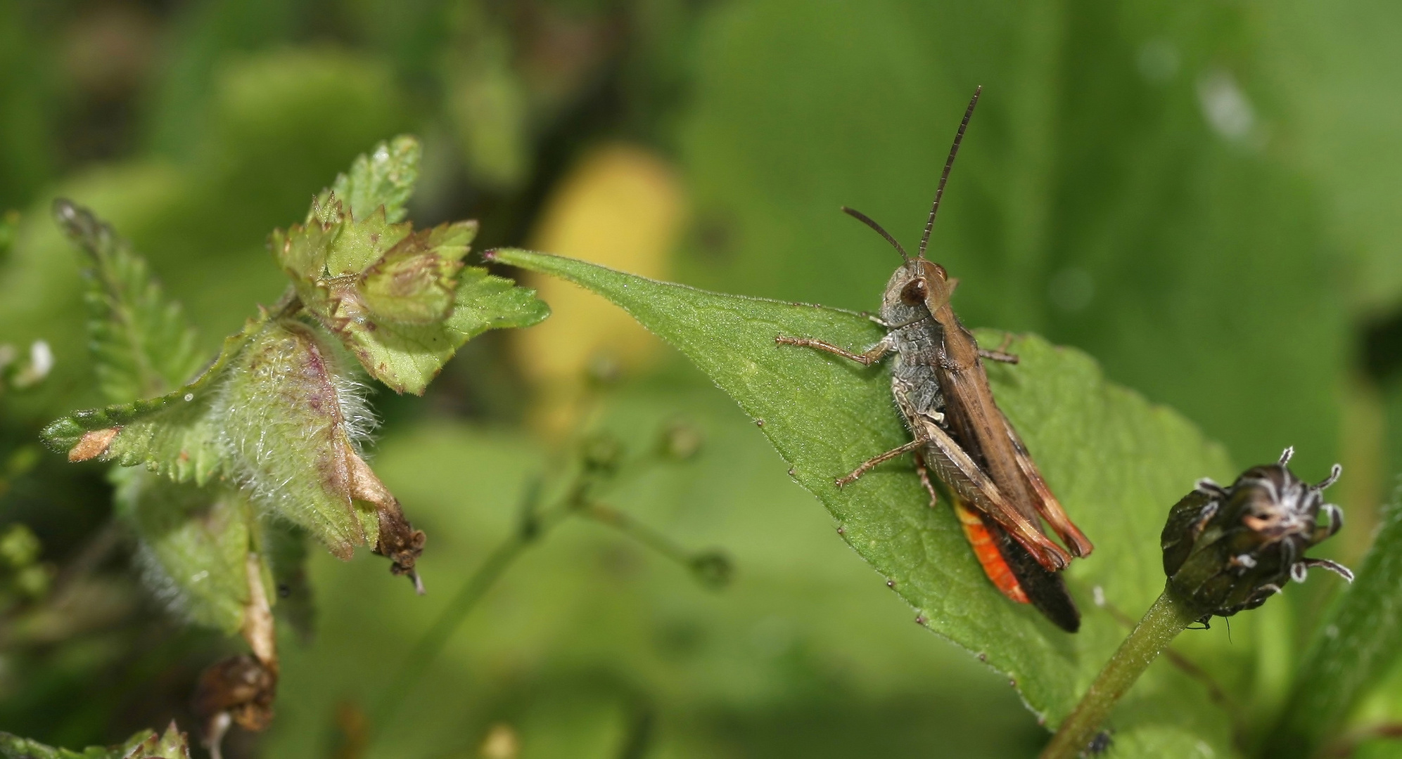 Omocestus rufipes 