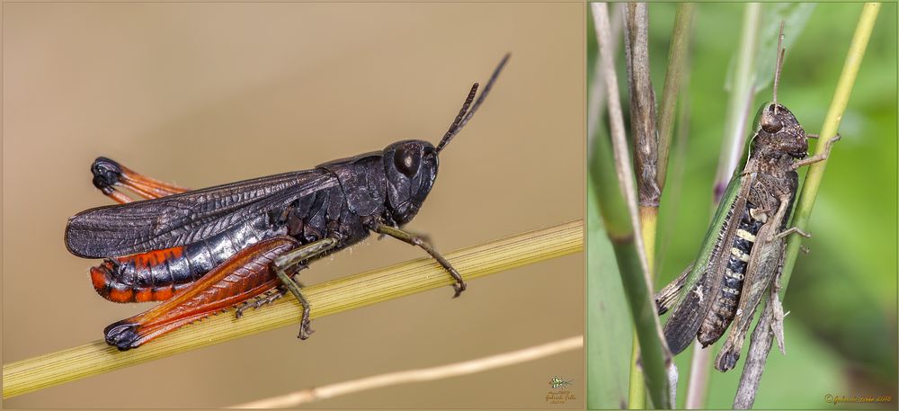 Omocestus rufipes maschio e femmina (Zetterstedt, 1821)