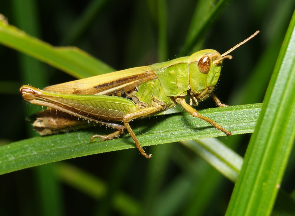 Omocestus viridulus