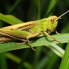 Omocestus viridulus