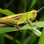 Omocestus viridulus