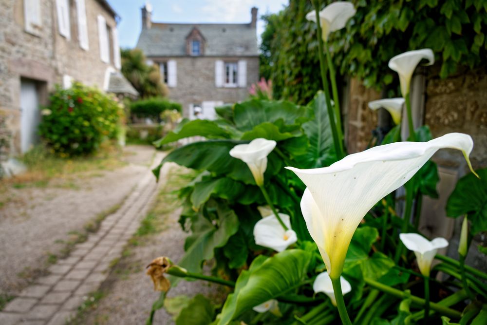 Omonville la Rouge