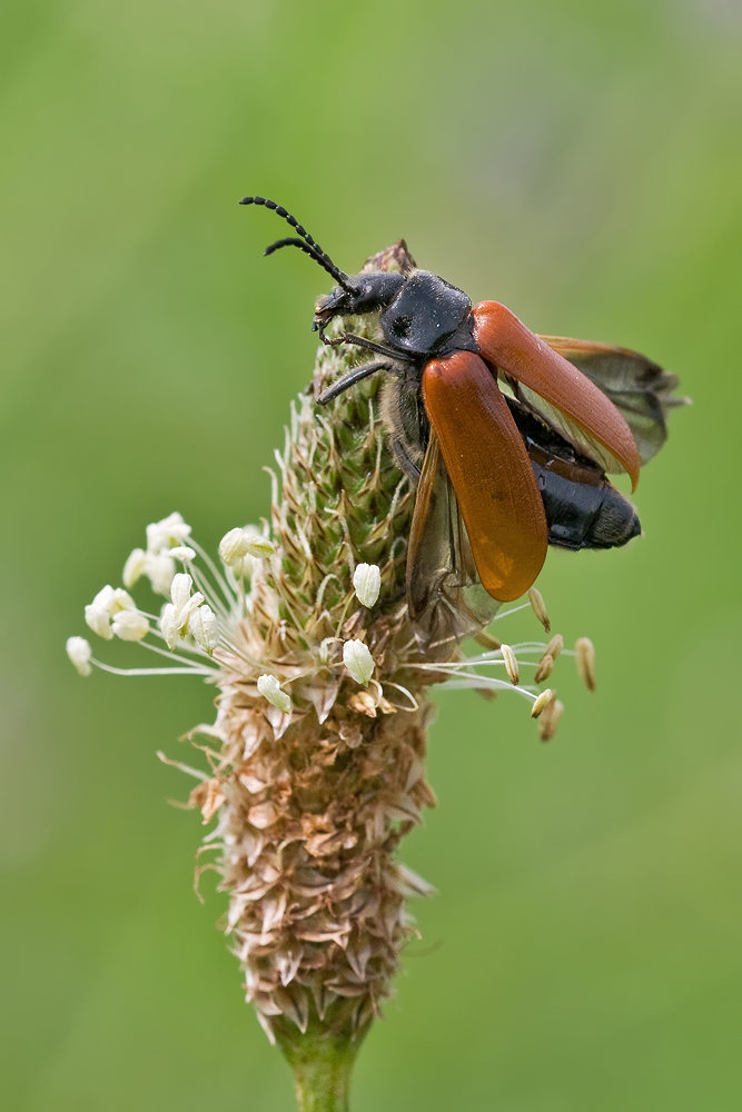 Omophlus Proteus