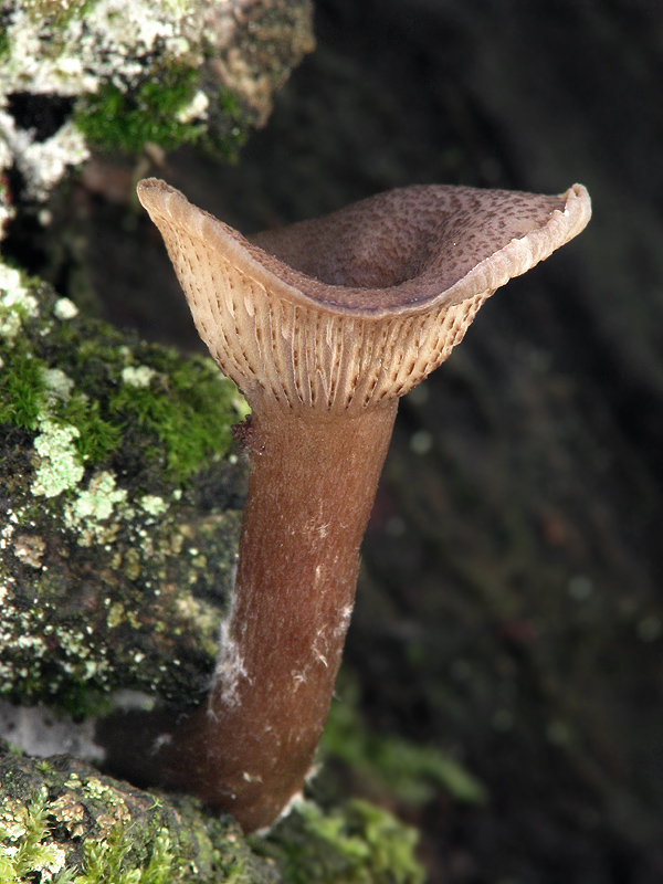 Omphalina discorosea