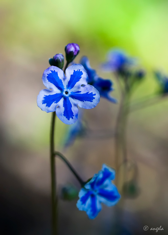 Omphalodes cappadocica (flores de 1 cm)