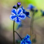 Omphalodes cappadocica (flores de 1 cm)