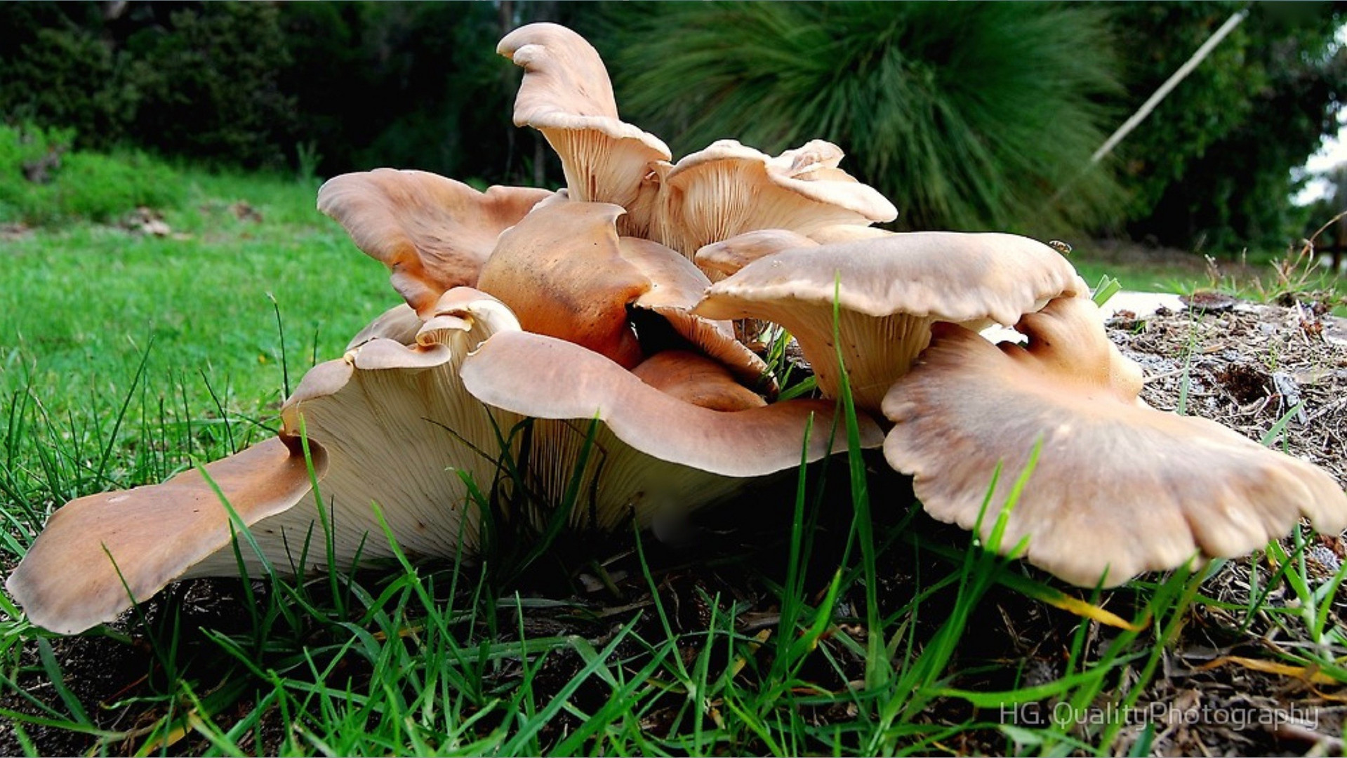 Omphalotus Nidiformis