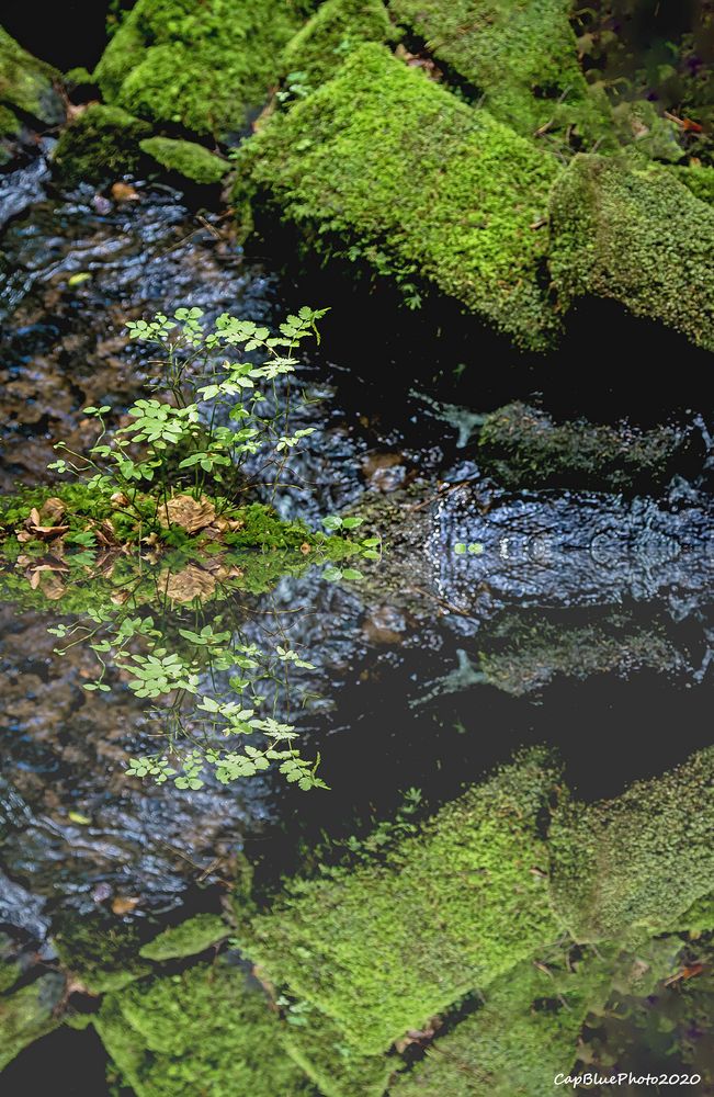 Omsbach Spiegelung im Omsbachtal