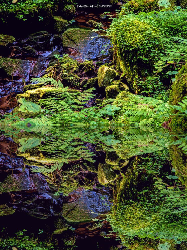 Omsbach Spiegelung im Omsbachtal Nähe Kropfmühle